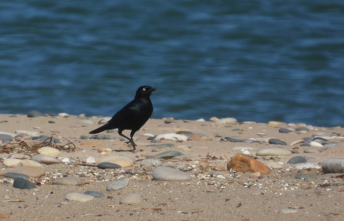 Brewer's Blackbird - ML620116581