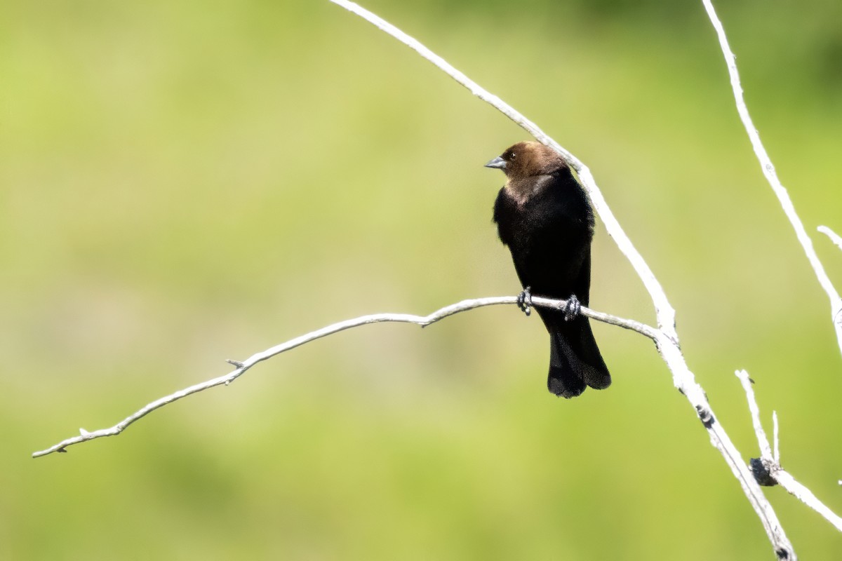 Brown-headed Cowbird - ML620116582