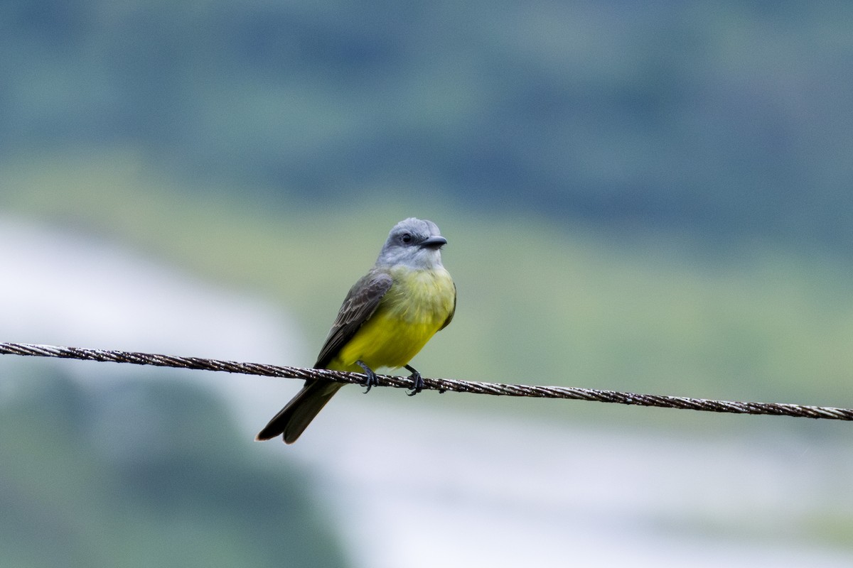 Tropical Kingbird - ML620116584