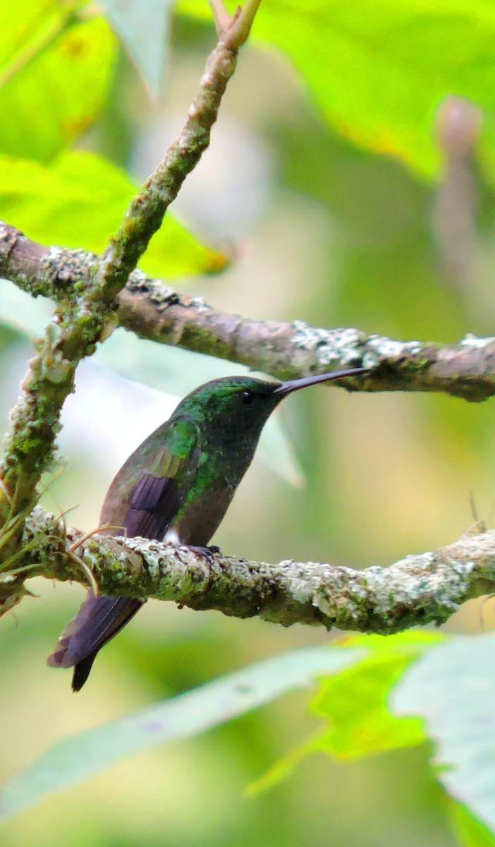 kolibřík zelenobřichý - ML620116585