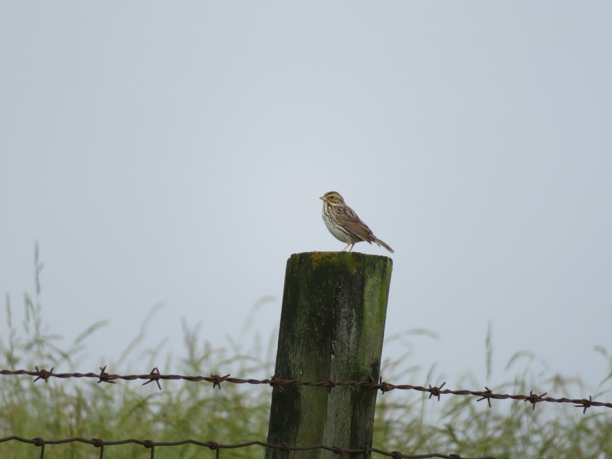 Savannah Sparrow - ML620116586