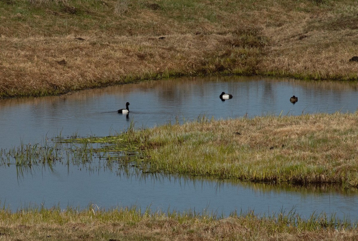 Lesser Scaup - ML620116587