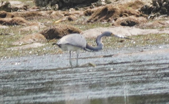 Tricolored Heron - ML620116589