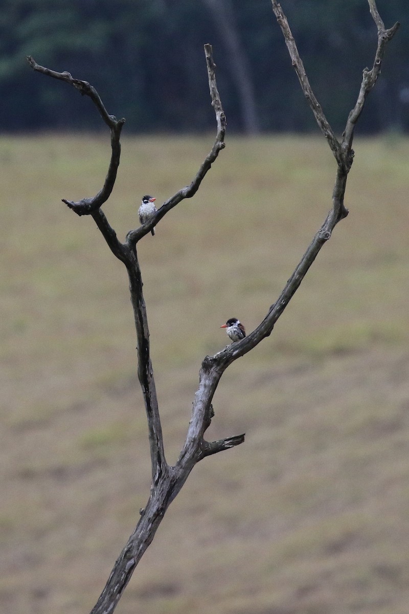 White-eared Puffbird - ML620116597