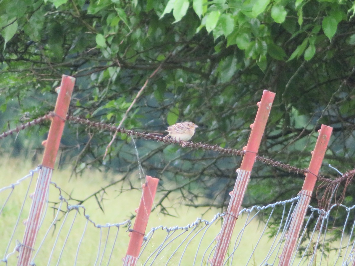 Grasshopper Sparrow - ML620116612