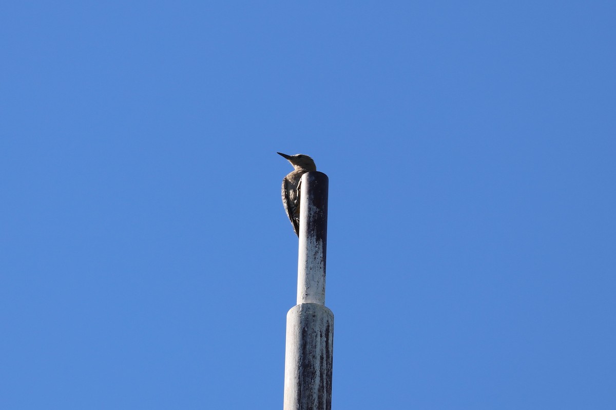 Gila Woodpecker - ML620116614