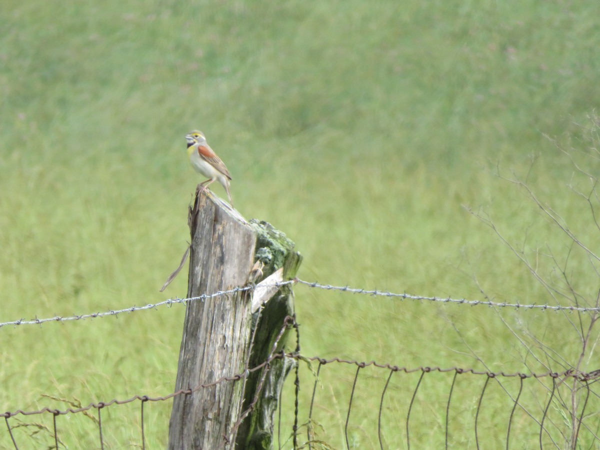 Dickcissel d'Amérique - ML620116644