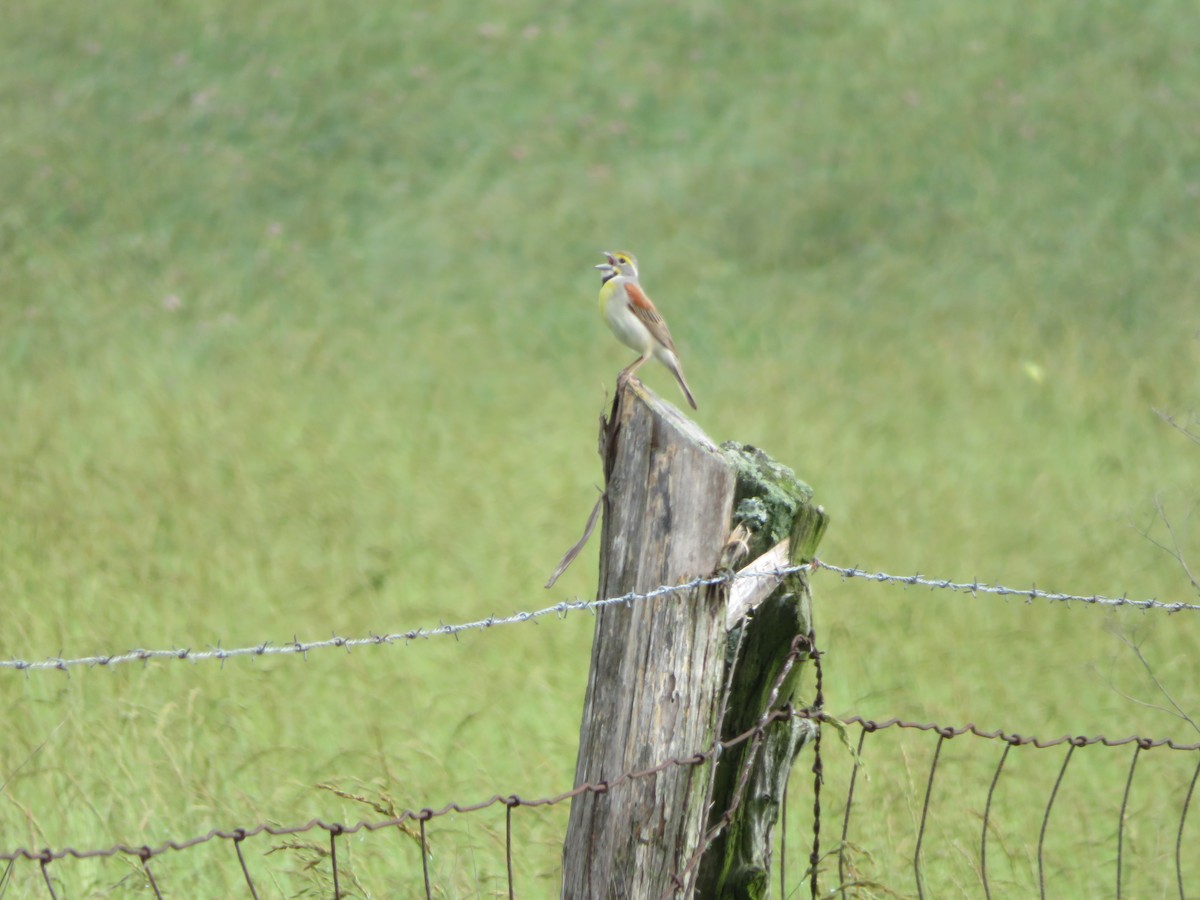 Dickcissel - ML620116645