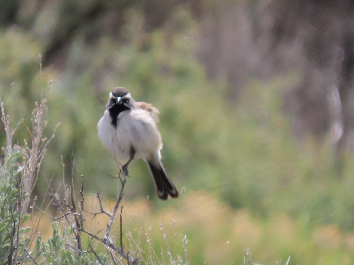 Black-throated Sparrow - ML620116647