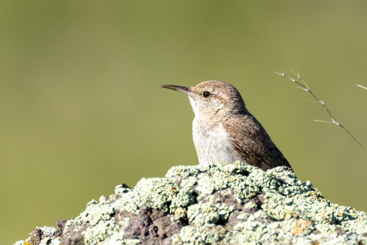 Rock Wren - ML620116649