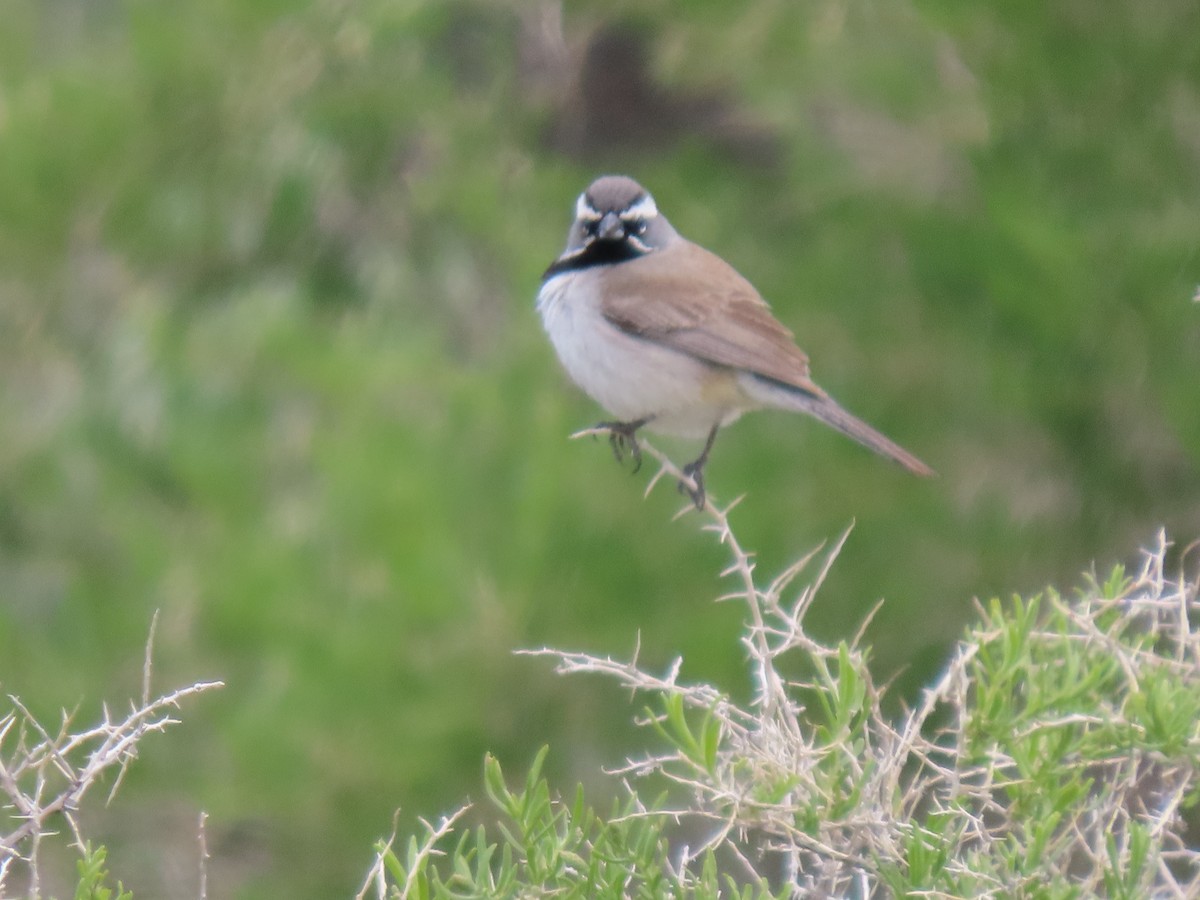 Black-throated Sparrow - ML620116655