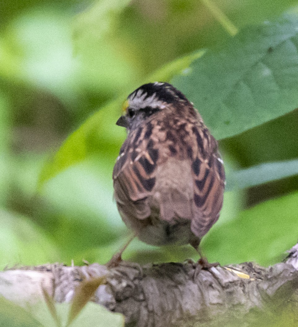White-throated Sparrow - ML620116695