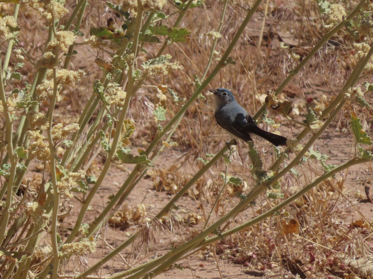 Blue-gray Gnatcatcher - ML620116707