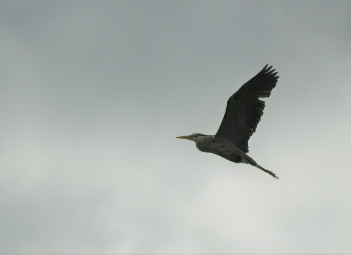 Great Blue Heron - ML620116708