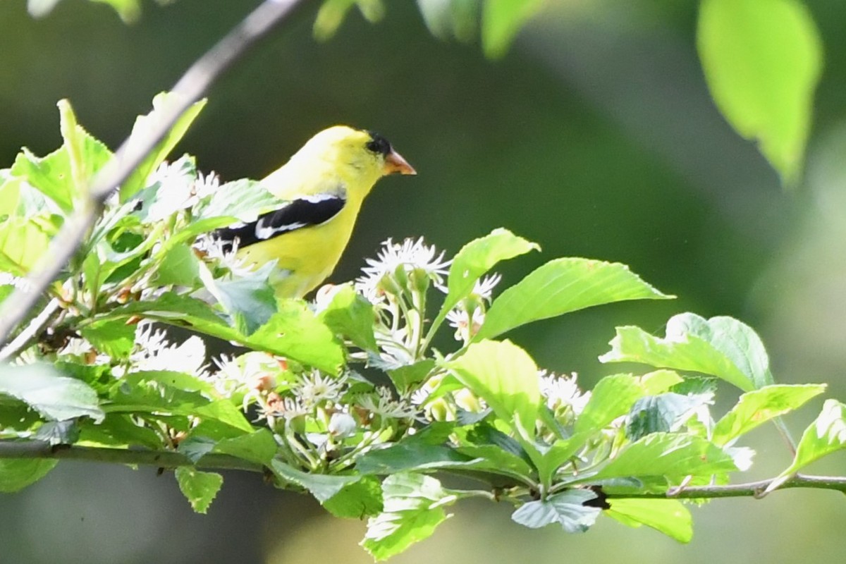 American Goldfinch - ML620116719