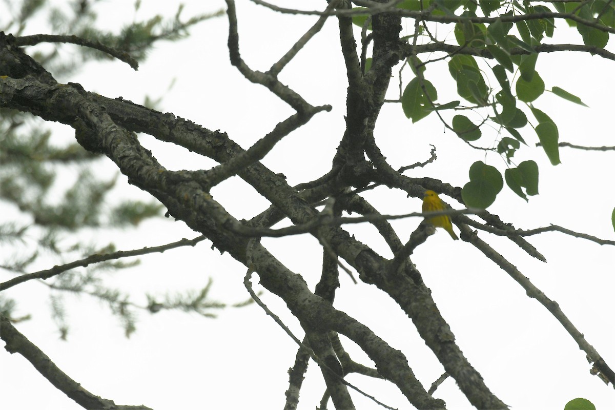 Yellow Warbler - ML620116720