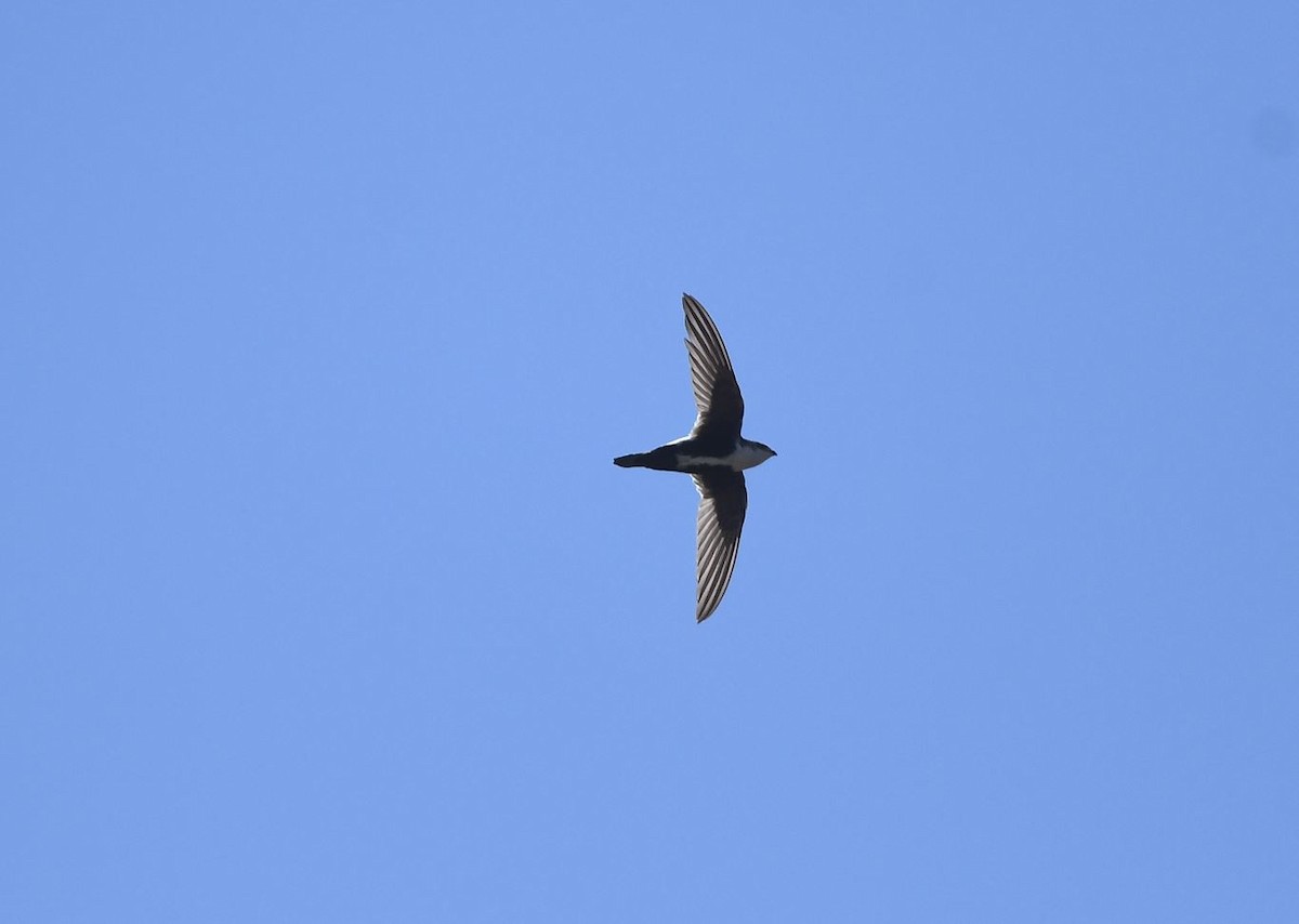 White-throated Swift - ML620116721