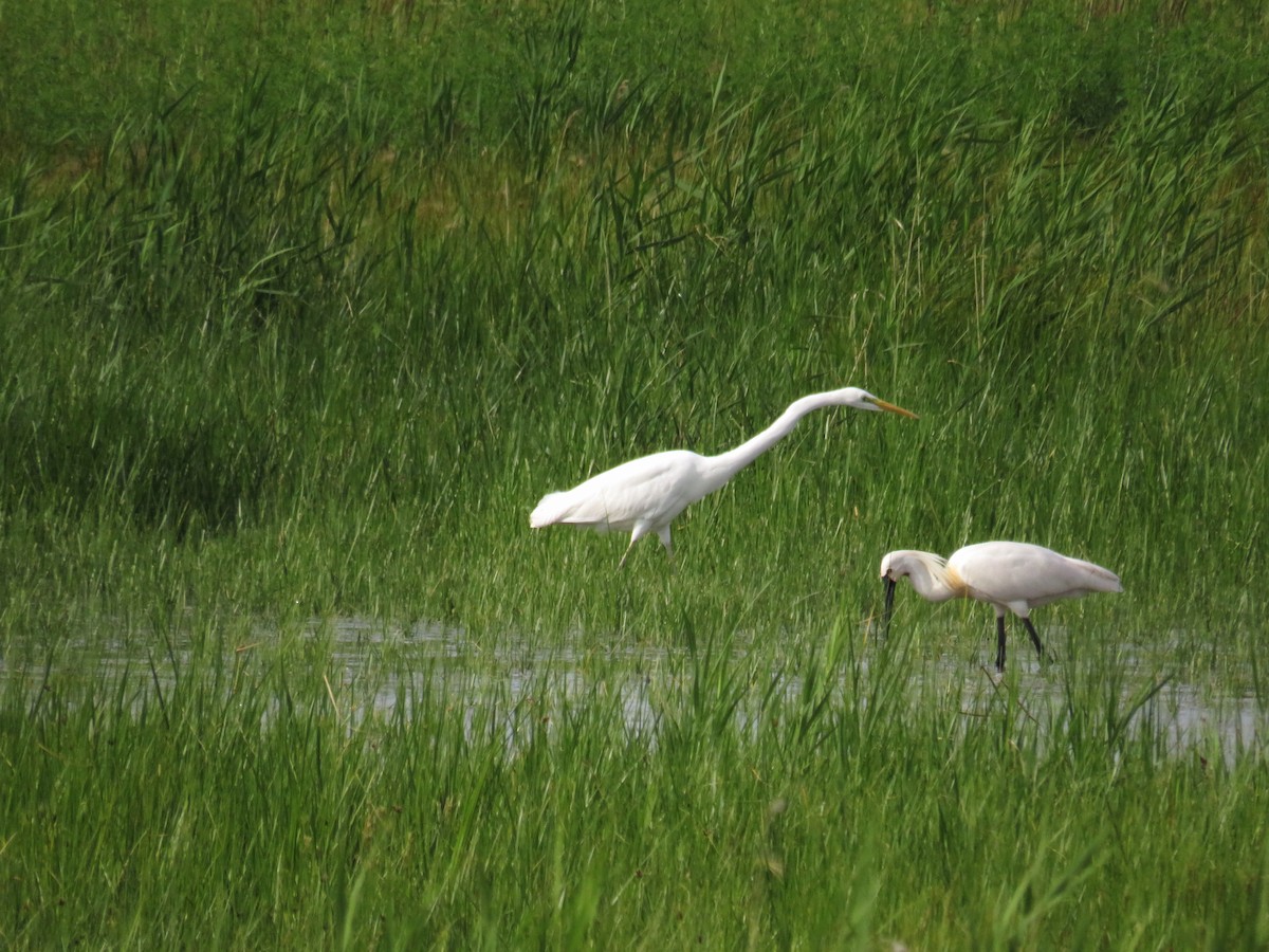 Great Egret - ML620116724