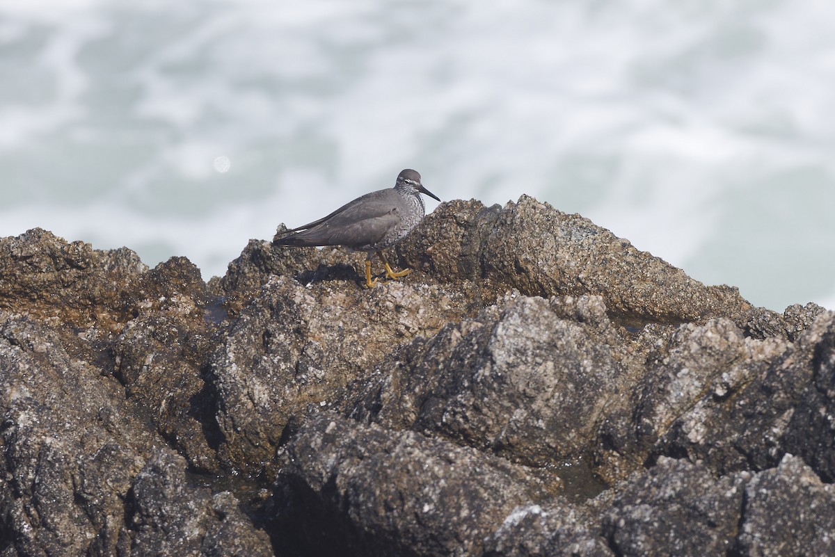 Wandering Tattler - ML620116729