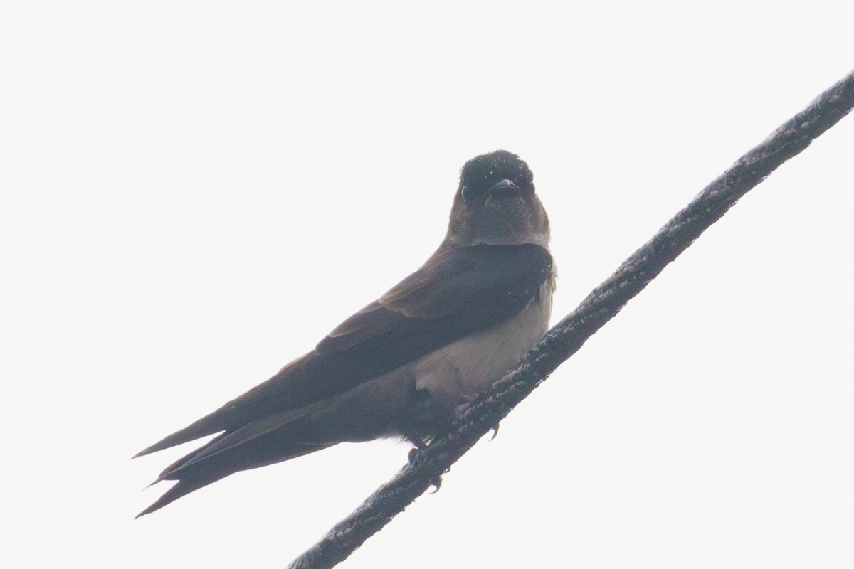 White-thighed Swallow - ML620116735
