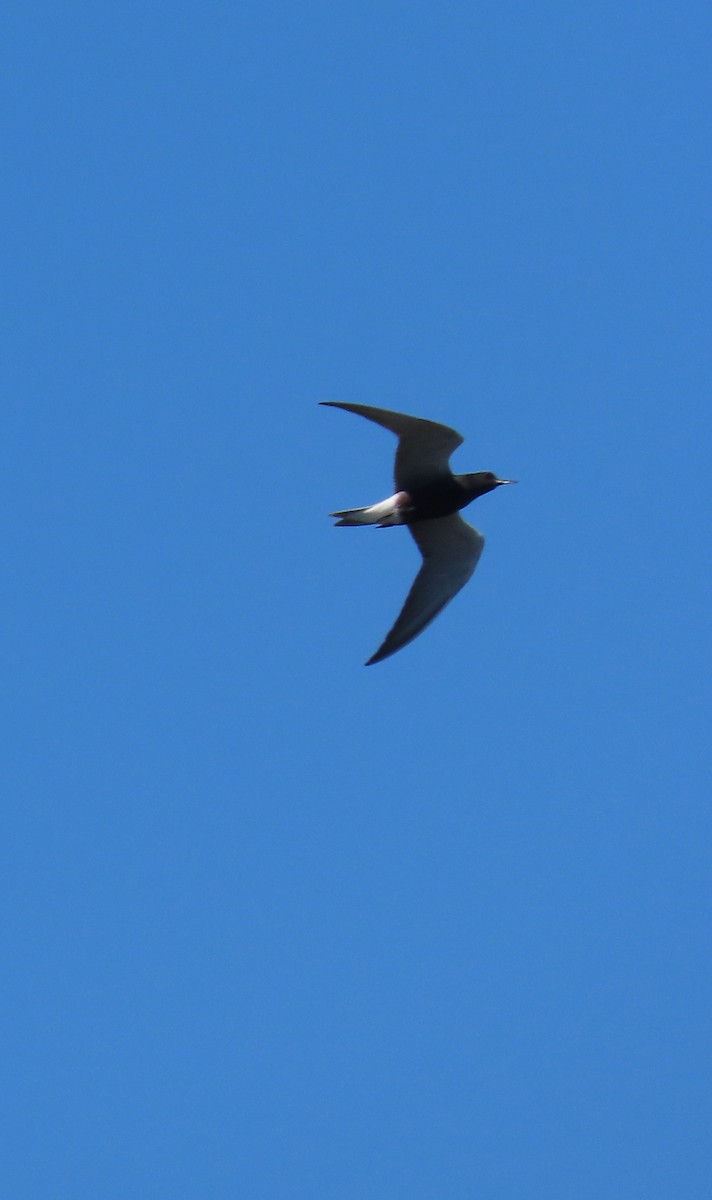 Black Tern - ML620116736