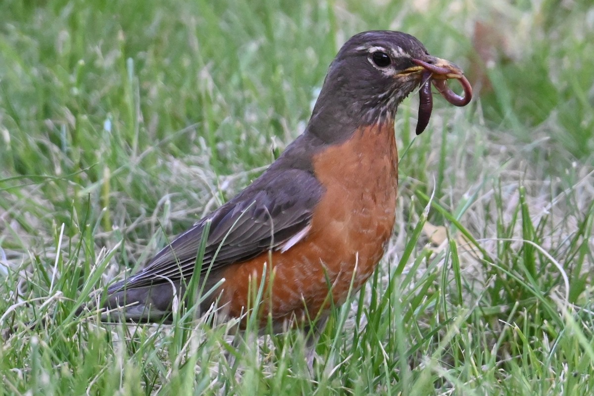 American Robin - ML620116737