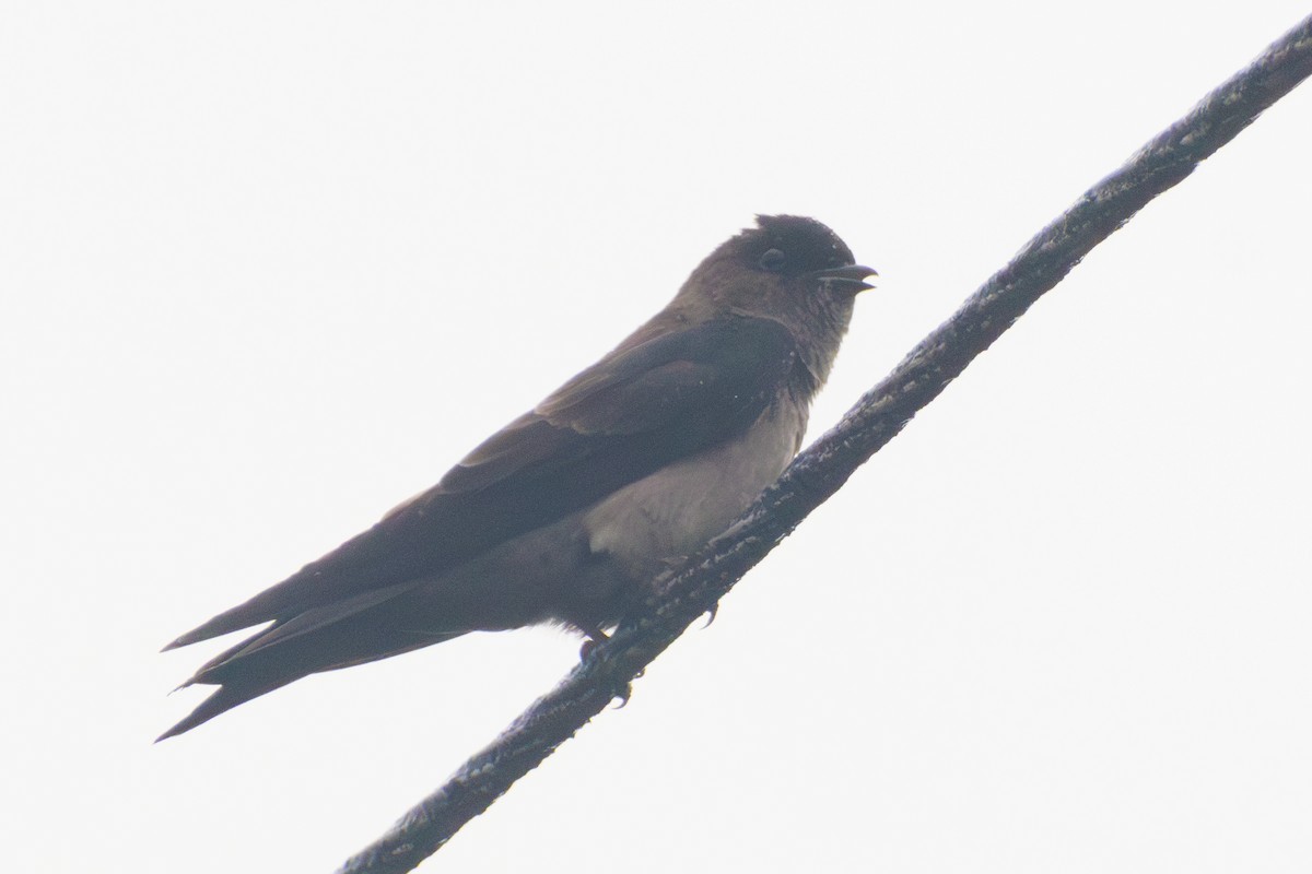 Golondrina Patiblanca - ML620116743