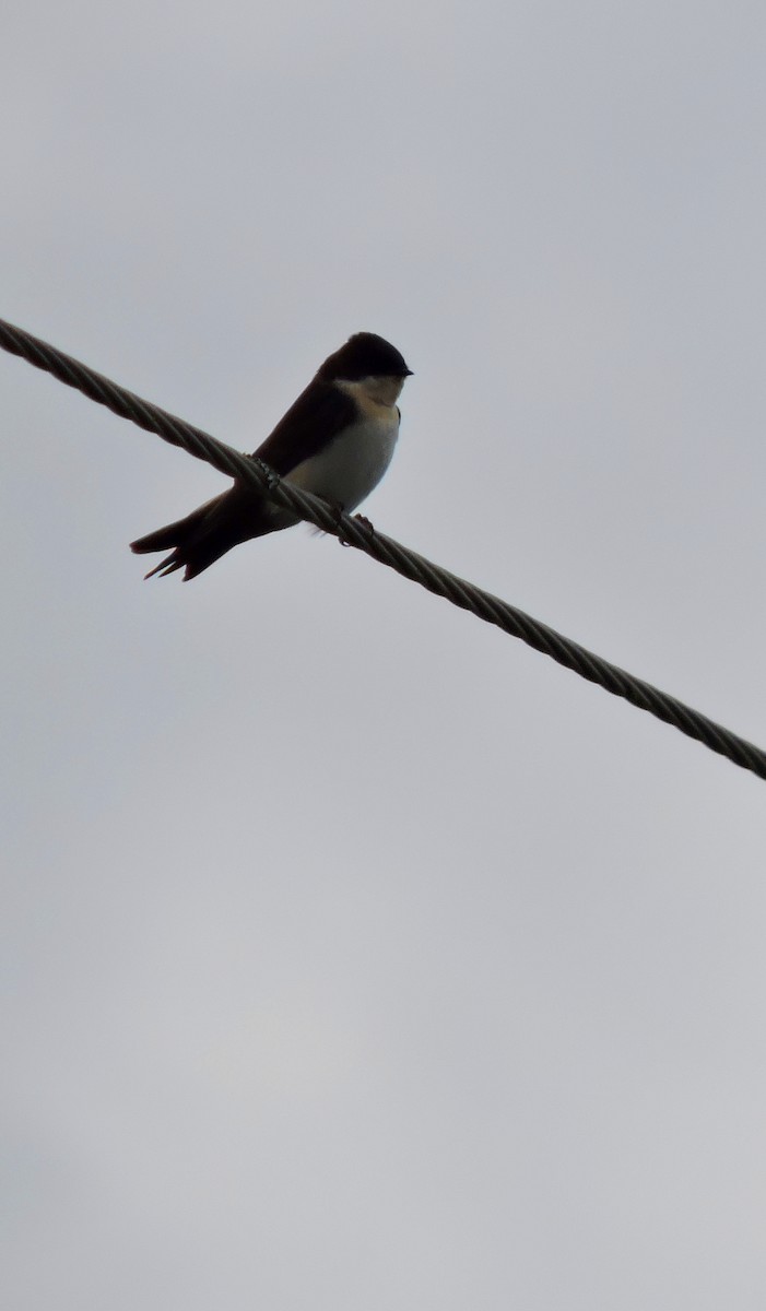 Blue-and-white Swallow - ML620116744