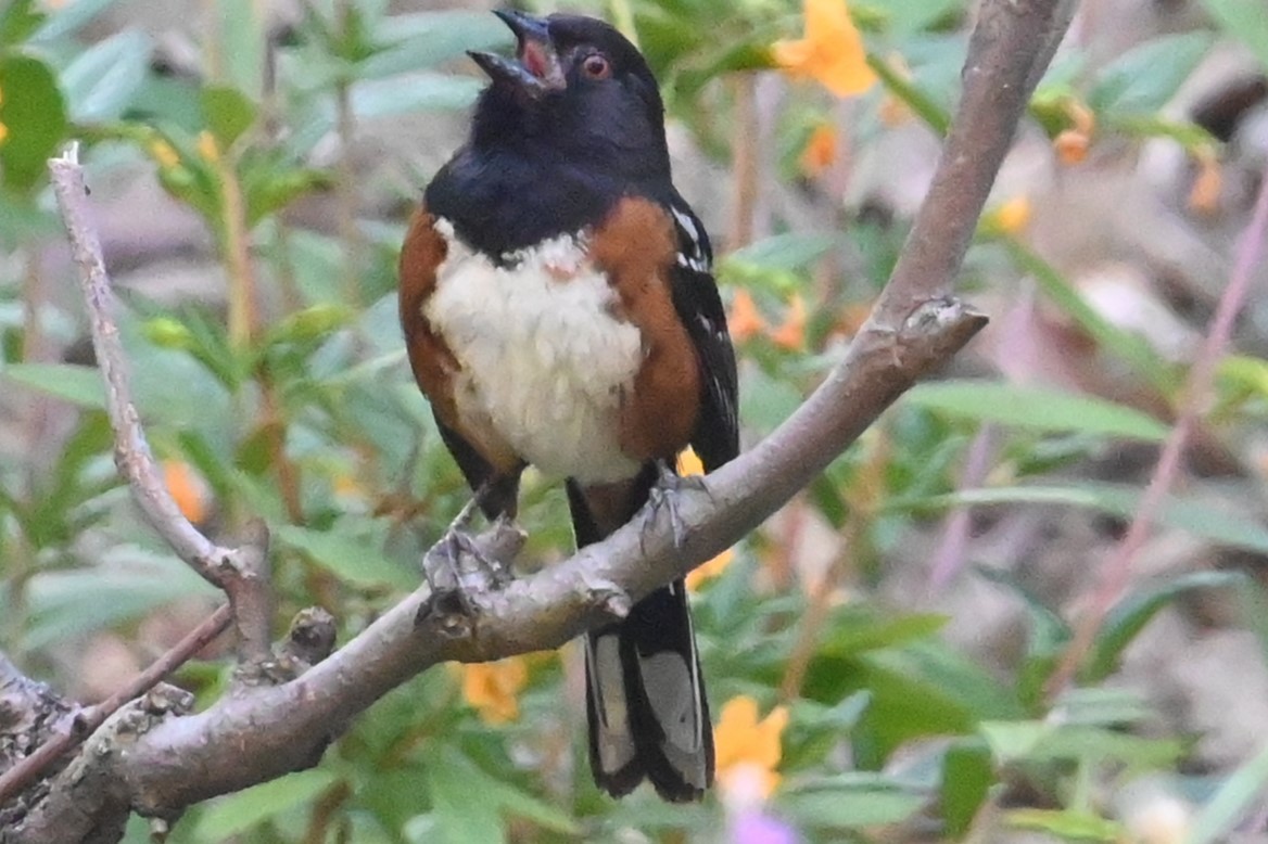 Spotted Towhee - ML620116750