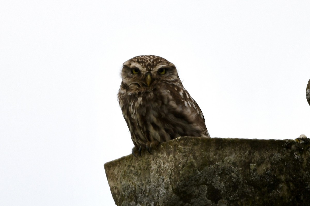 Little Owl - ML620116763