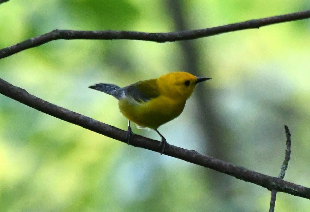 Prothonotary Warbler - ML620116771