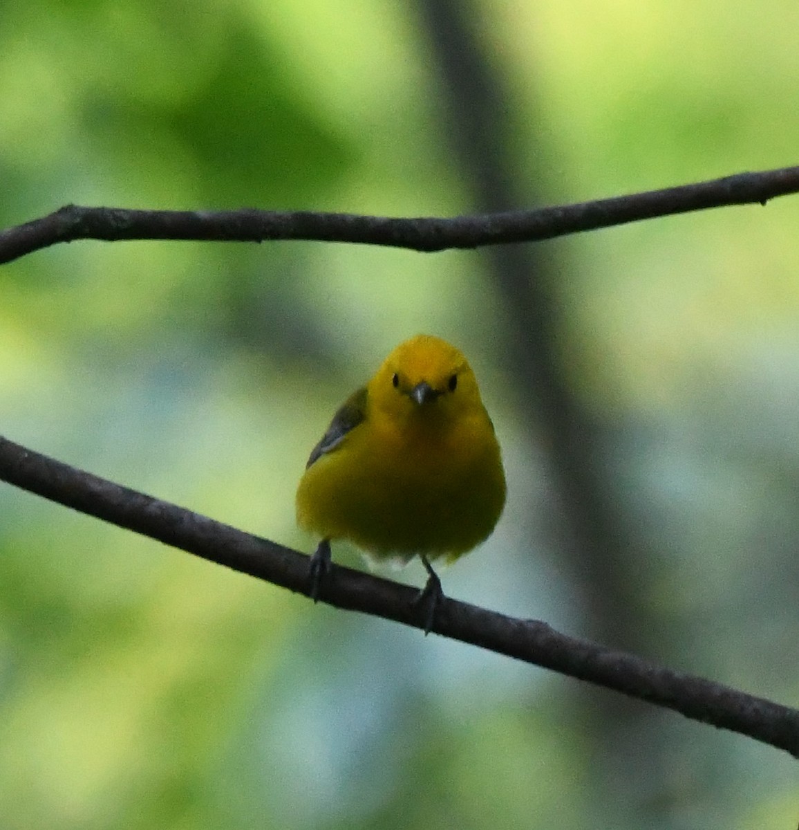 Prothonotary Warbler - ML620116772