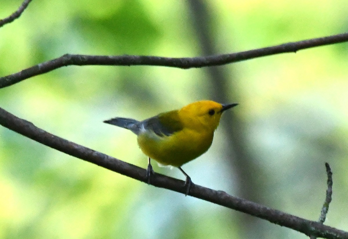 Prothonotary Warbler - ML620116773