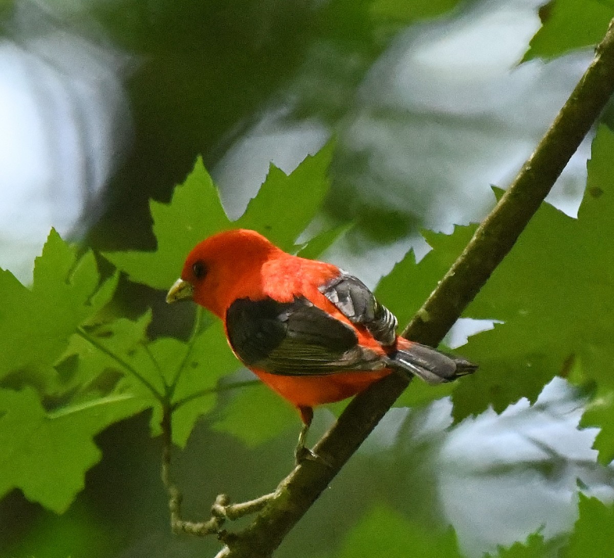 Scarlet Tanager - ML620116784