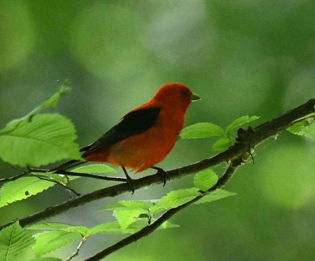 Scarlet Tanager - ML620116785