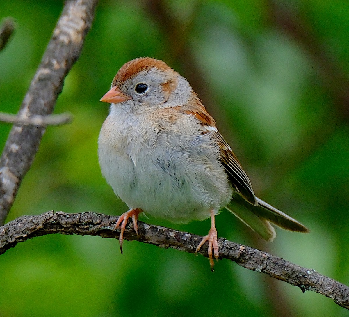 Field Sparrow - ML620116801