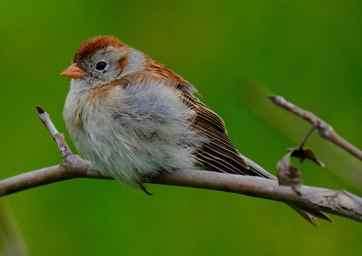 Field Sparrow - ML620116802