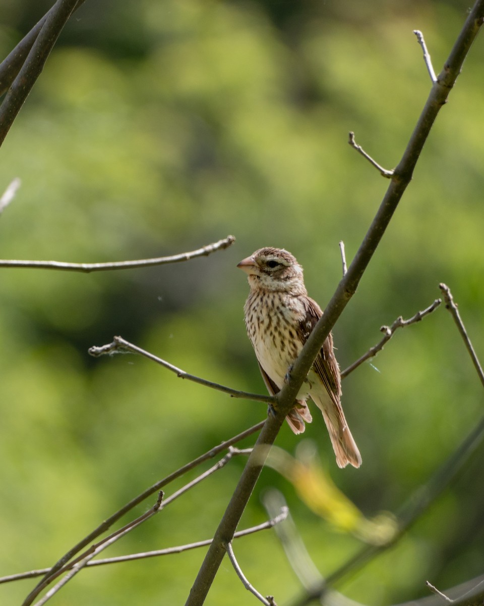 Rose-breasted Grosbeak - ML620116858