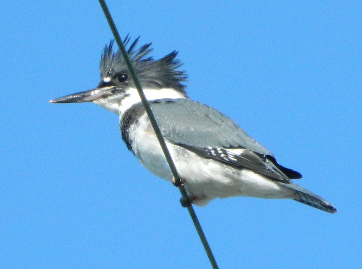 Belted Kingfisher - ML620116867