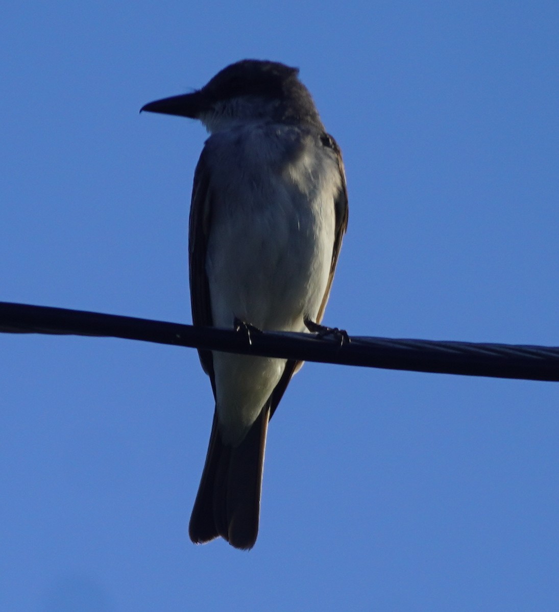 Gray Kingbird - ML620116868