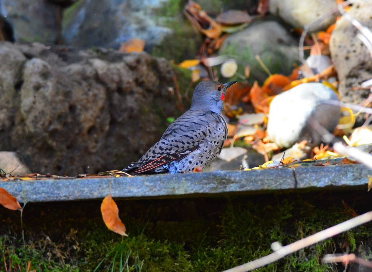 Northern Flicker (Red-shafted) - ML620116875