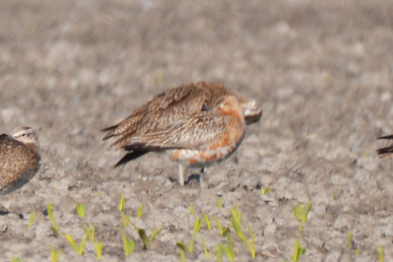 Bar-tailed Godwit - ML620116886