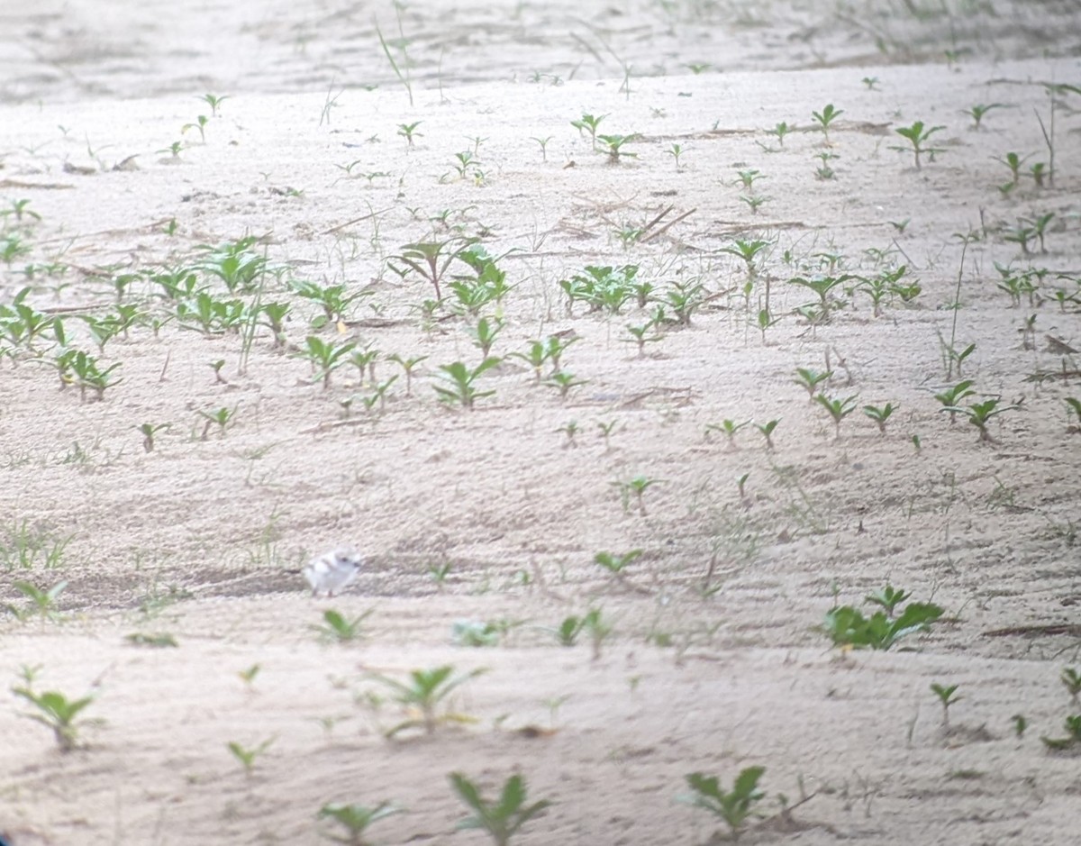 Piping Plover - ML620116887