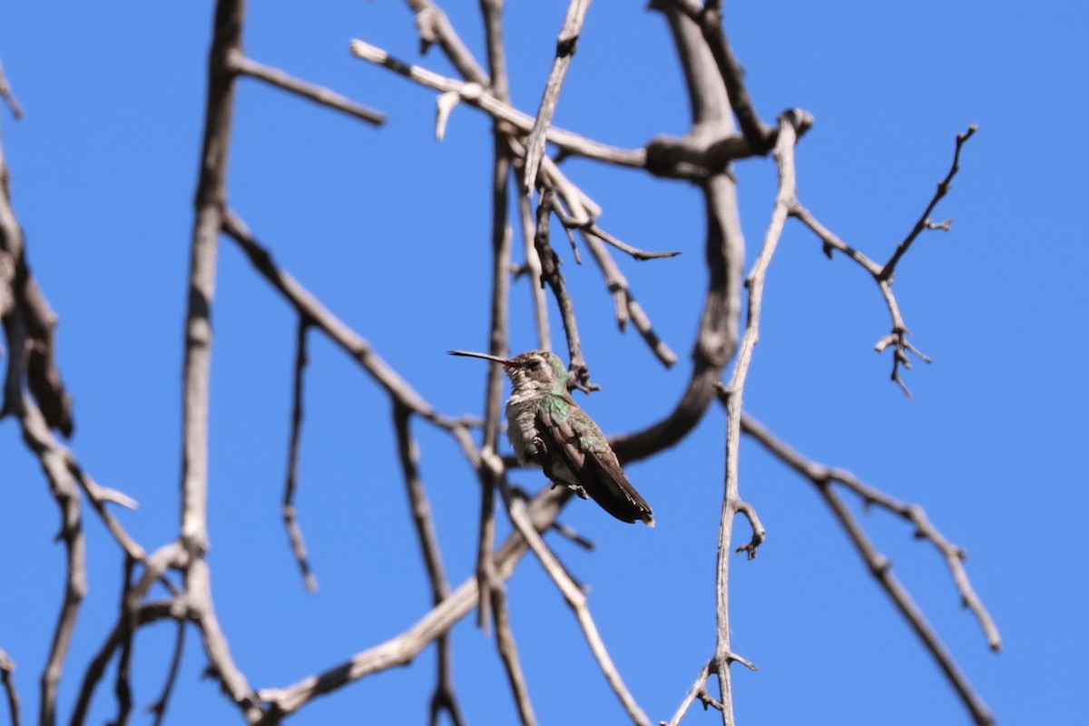 Rivoli's Hummingbird - ML620116899