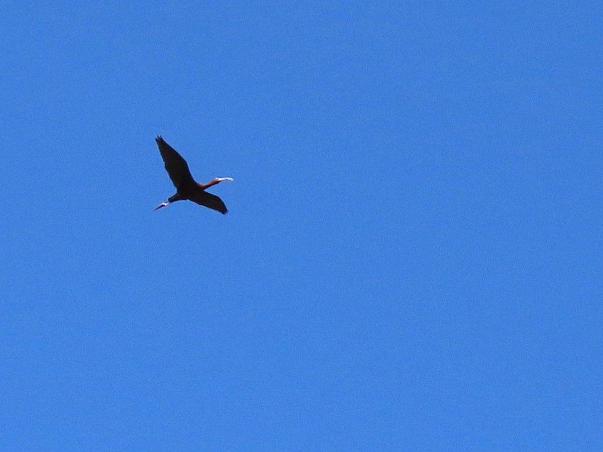 ibis americký - ML620116907