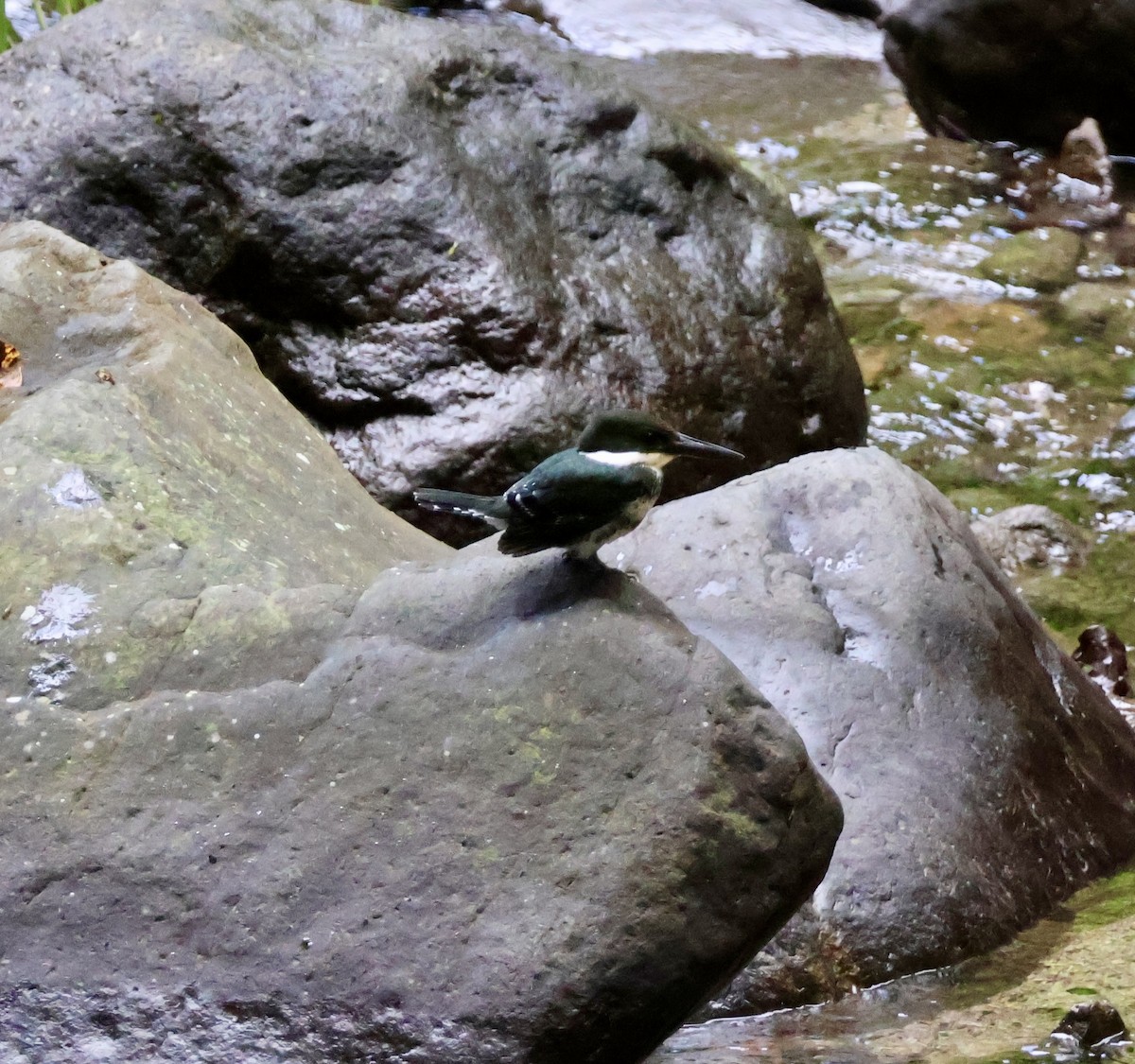 Зелёный зимородок - ML620116910