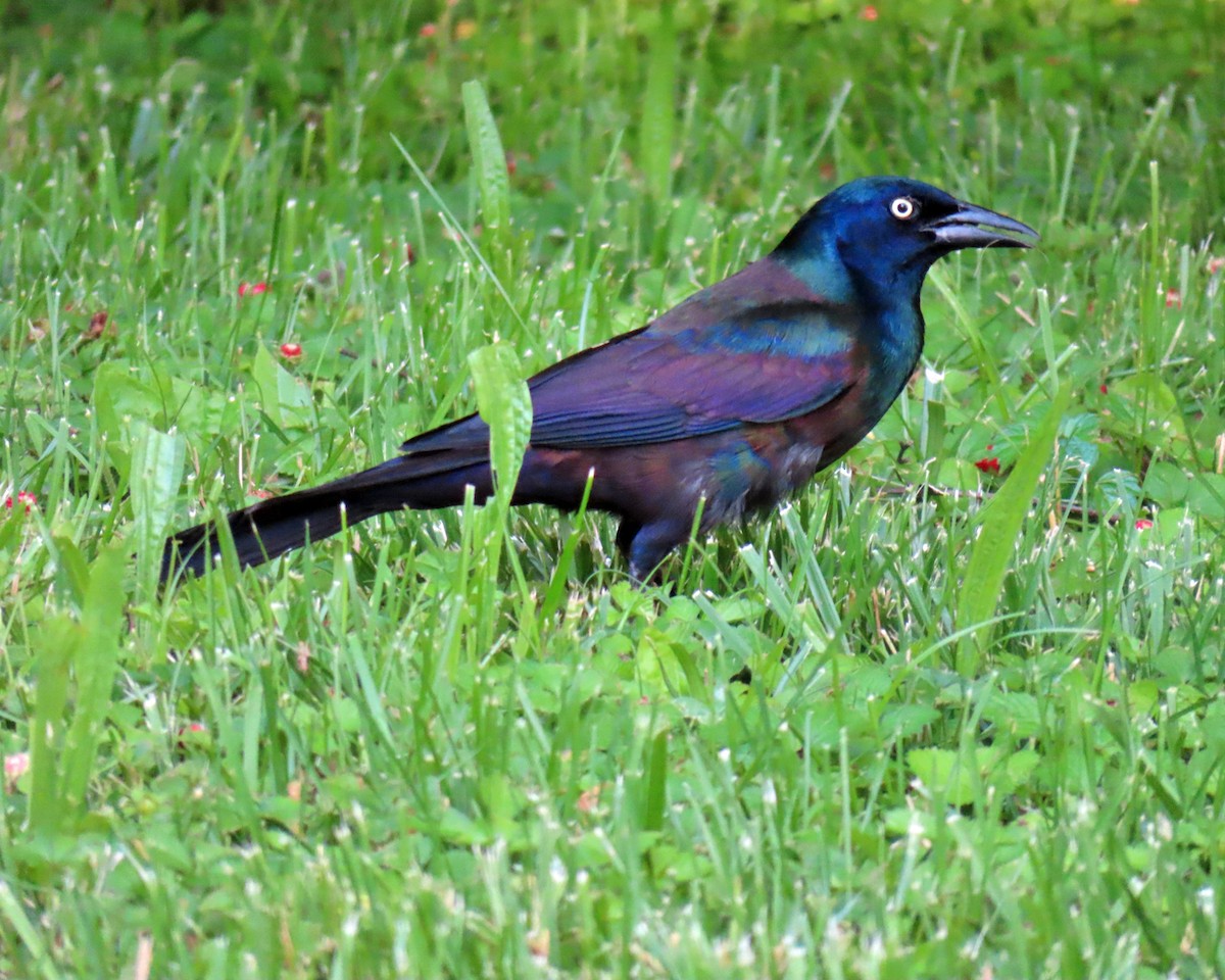 Common Grackle - ML620116926