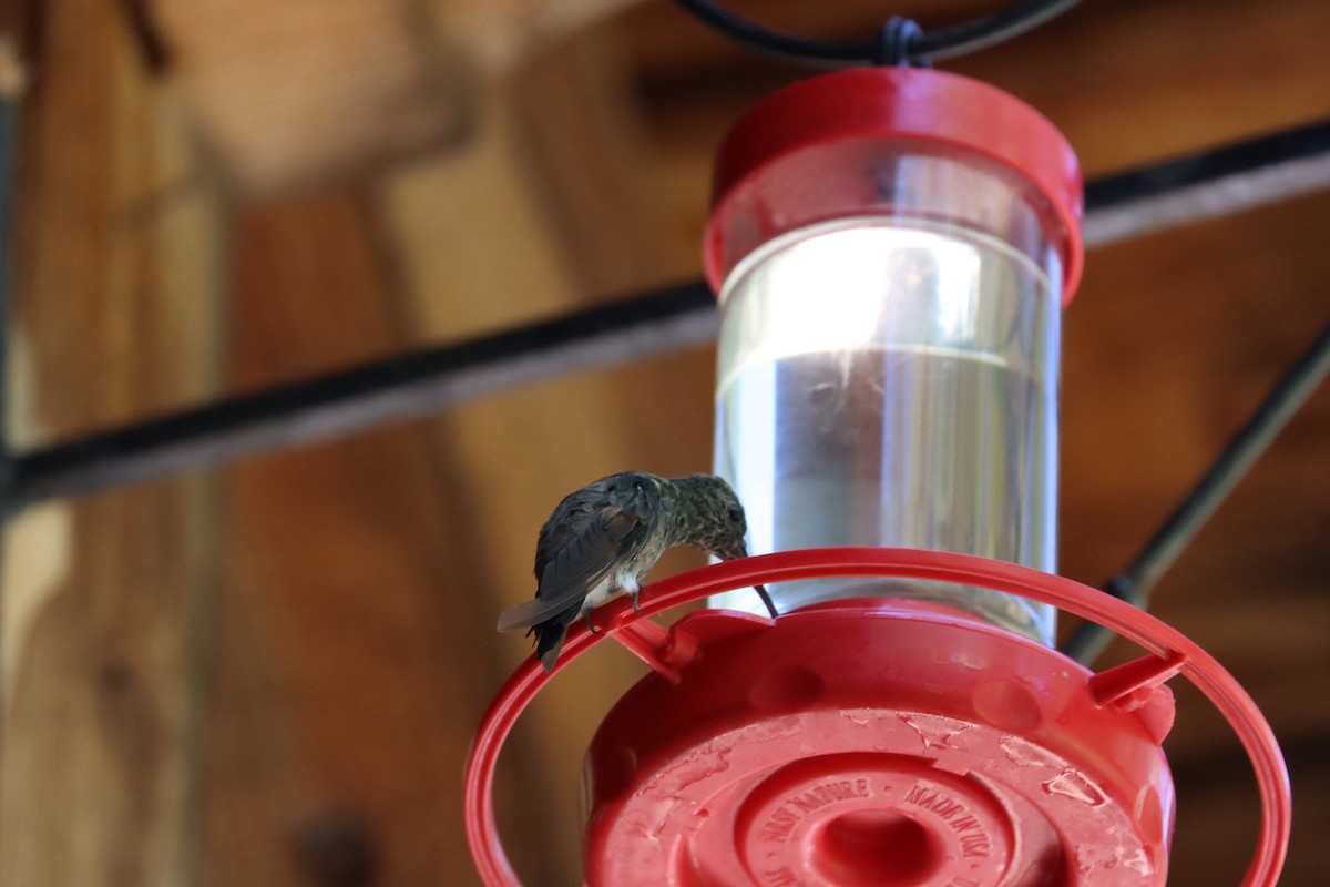 kolibřík mexický - ML620116940