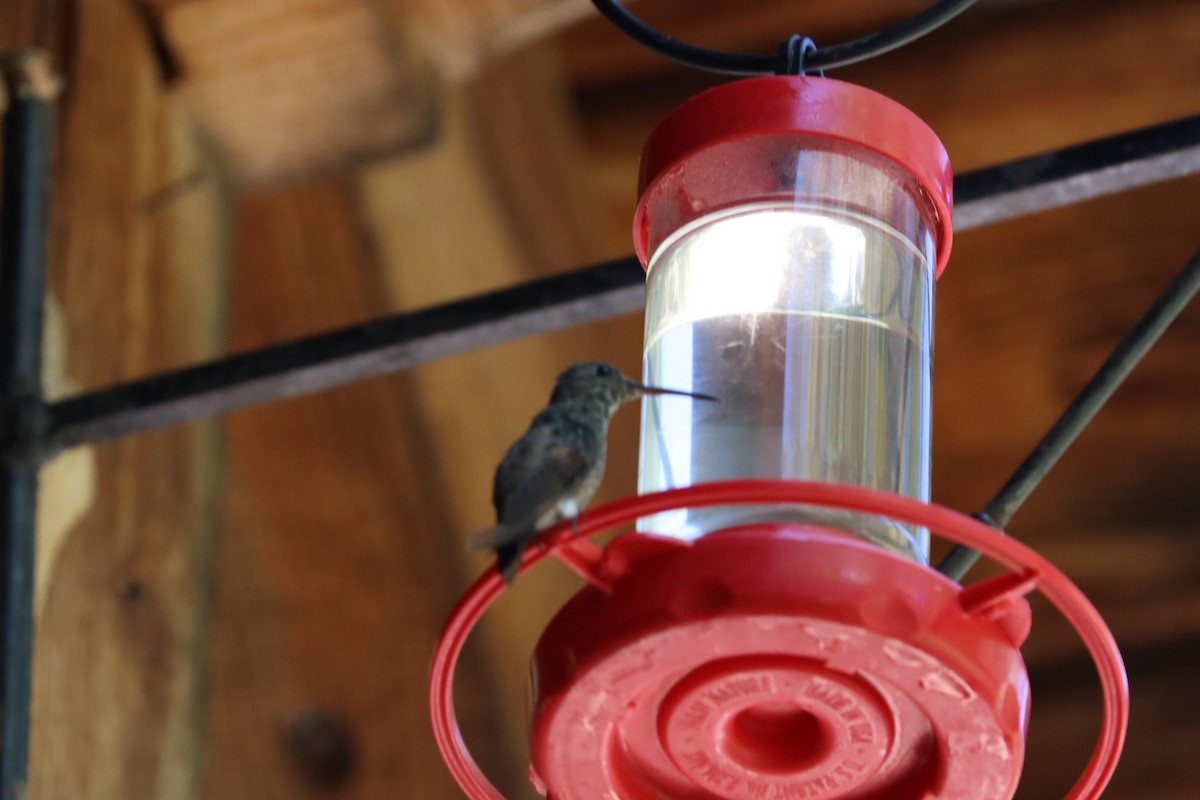 Berylline Hummingbird - ML620116941