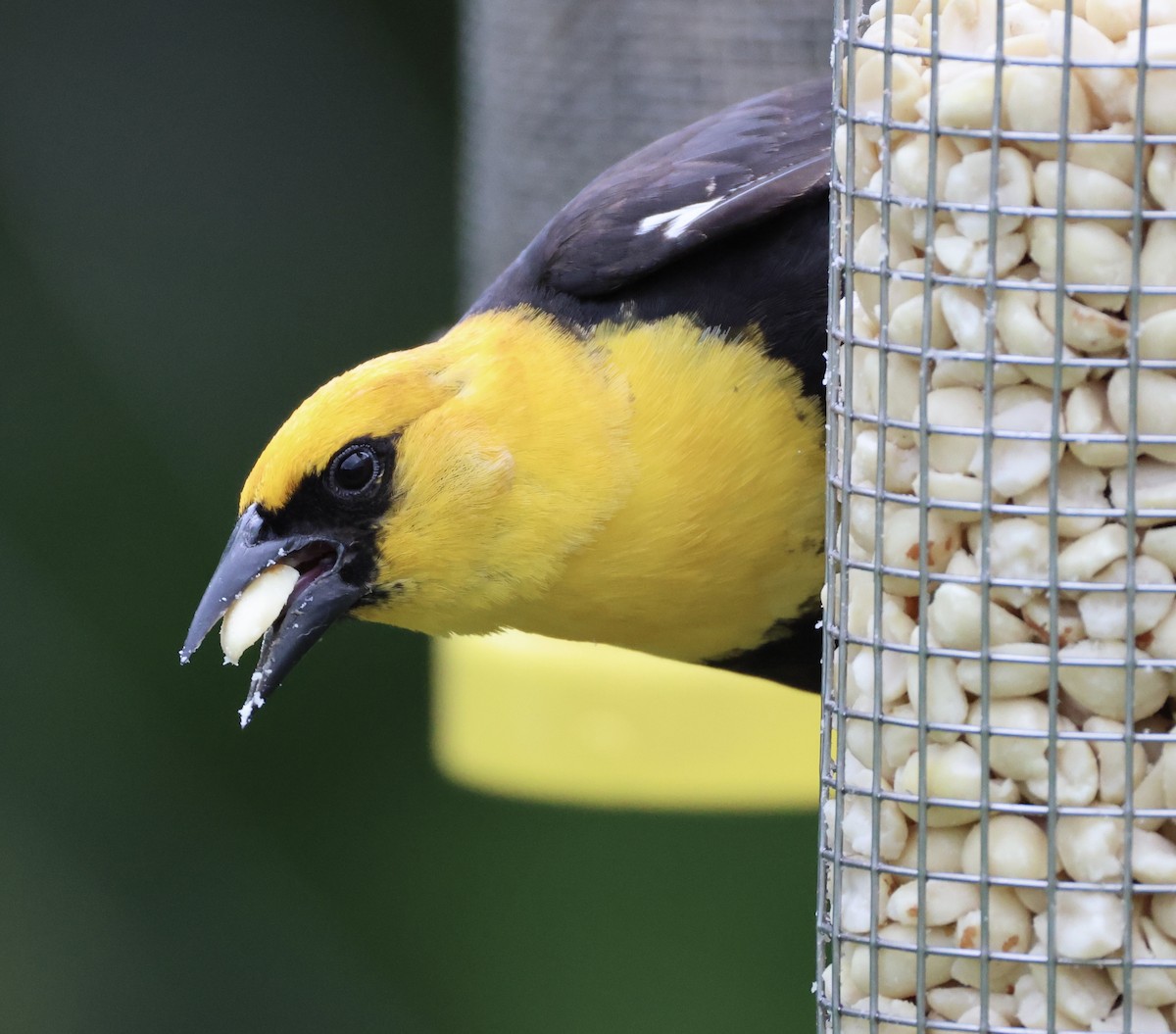 Yellow-headed Blackbird - ML620116943